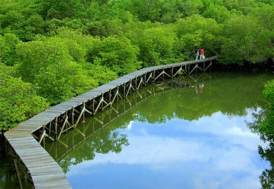 wisata hutan terpopuler